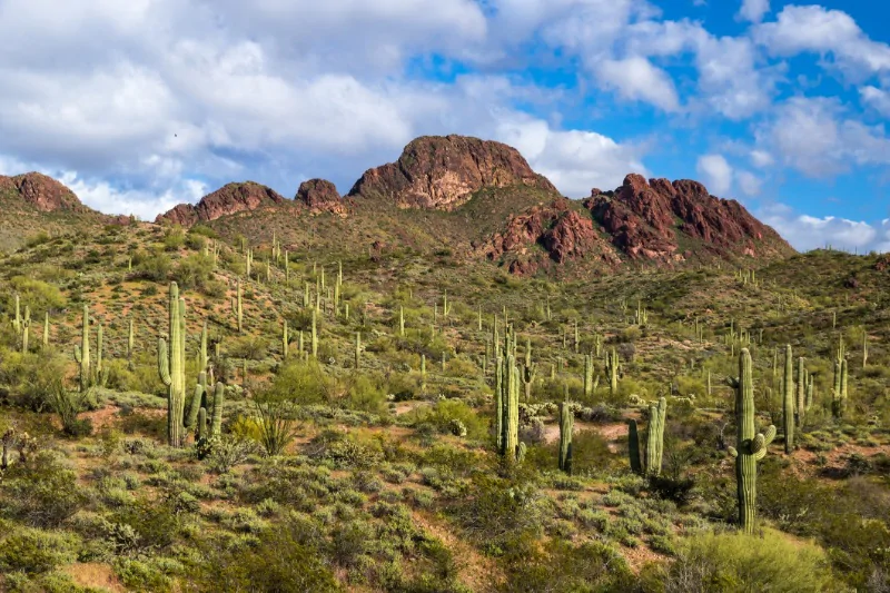 Wickenburg